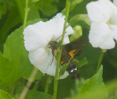 Macroglossum pyrrhostictum