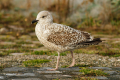 Larus argentatus