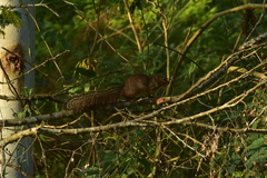 Notocitellus annulatus