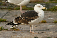 Larus marinus