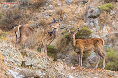 Cervus elaphus corsicanus