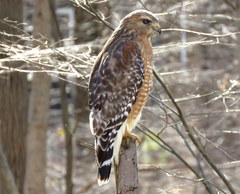 Buteo lineatus lineatus