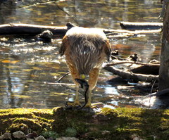 Buteo lineatus lineatus