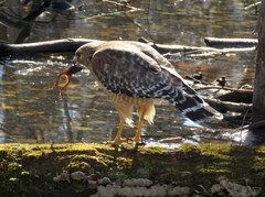Buteo lineatus lineatus