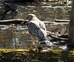 Buteo lineatus lineatus