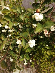 Symphoricarpos albus