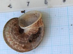Cyclophorus punctatus