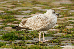 Larus argentatus