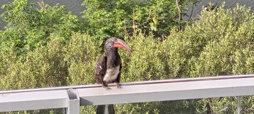 Hemprich's Hornbill (Lophoceros hemprichii)
