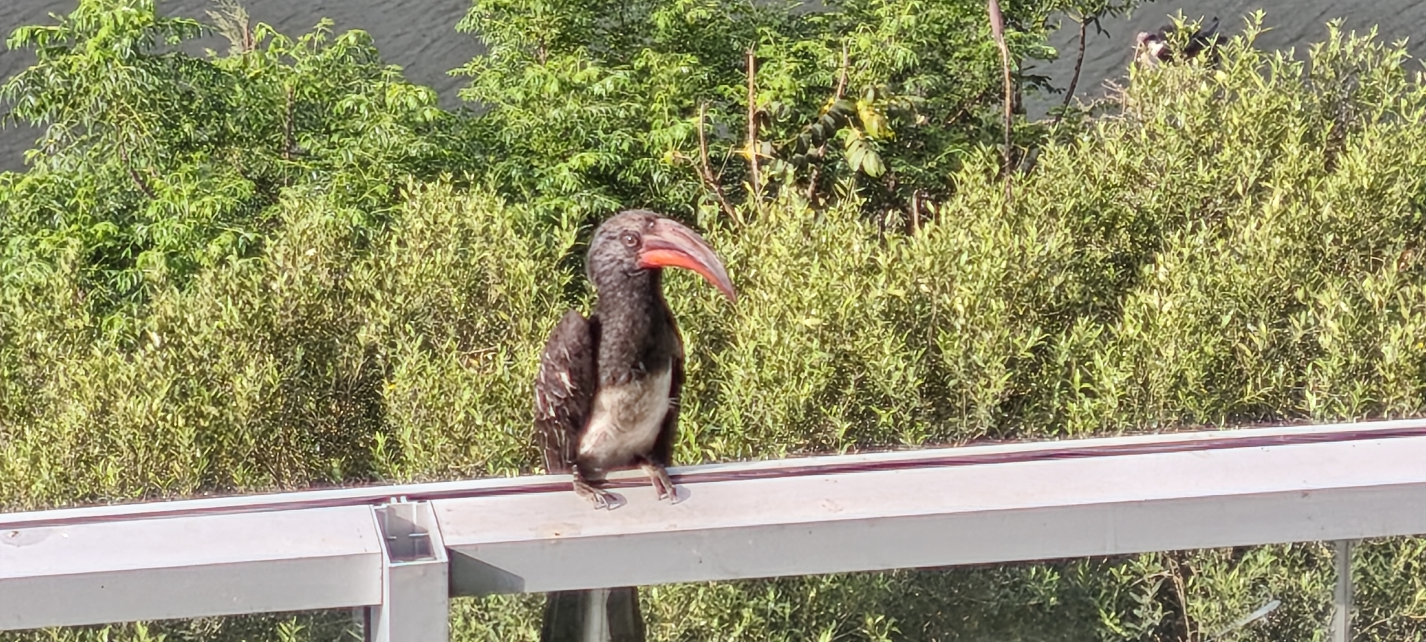 Hemprich's Hornbill (Lophoceros hemprichii), photo 1