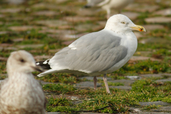 Larus argentatus