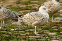 Larus argentatus