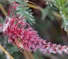 Grevillea thyrsoides