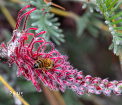 Grevillea thyrsoides
