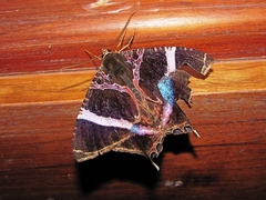 Coronidia orithea