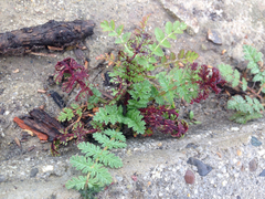 Synchytrium papillatum