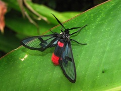Aethria haemorrhoidalis