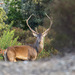 Corsican and Atlas Red Deer - Photo (c) longufresu, some rights reserved (CC BY-NC)