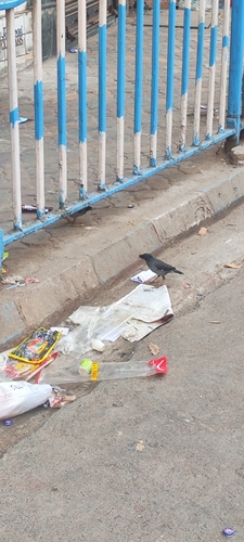 Jungle Myna (Acridotheres fuscus), photo 2