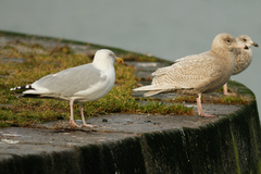 Larus hyperboreus