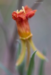 Oenothera mollissima