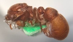 Proceratium pergandei