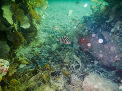 Chirodactylus spectabilis