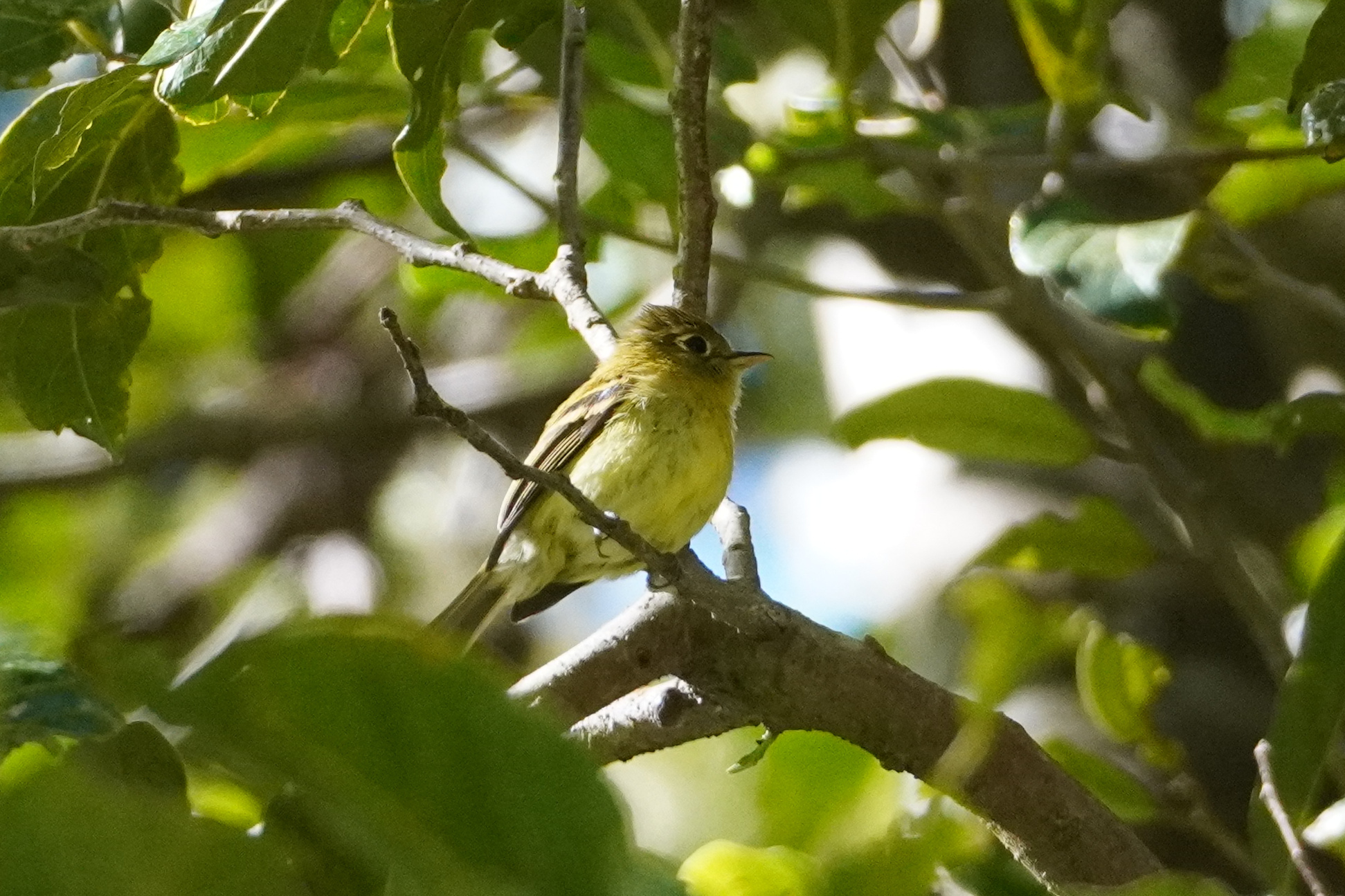 Yellowish Flycatcher (Empidonax flavescens), photo 10