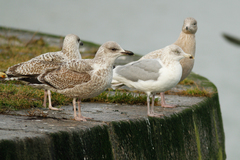Larus argentatus