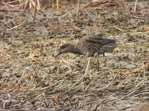 Green-winged Teal