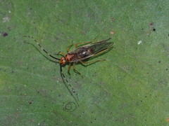 Amphipsocidae