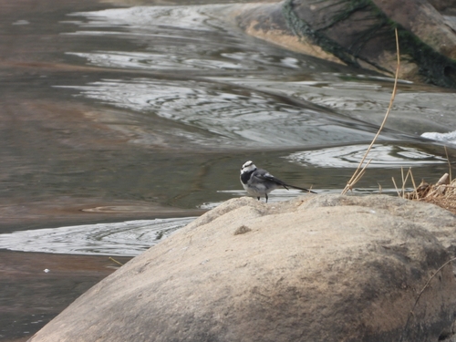 White Wagtail
