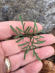 Cardamine dissecta