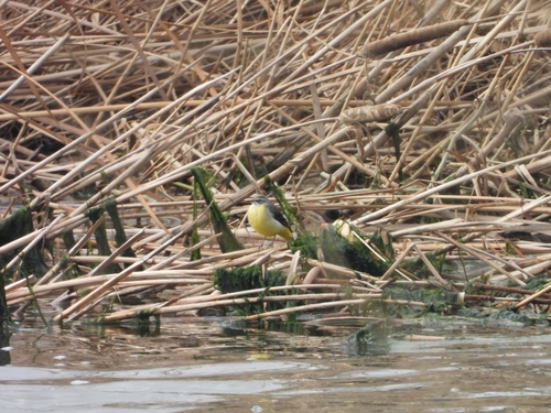 Grey Wagtail