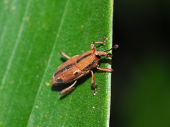 Sphenocorynes kosempoensis