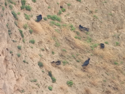 Red-billed Chough