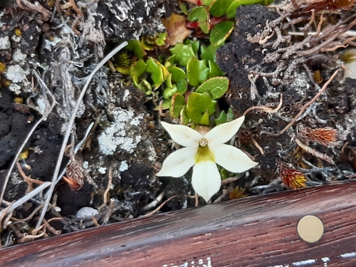 Lobelia macrodon, photograph 4