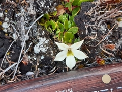 Lobelia macrodon, photograph author not stated, no rights reserved