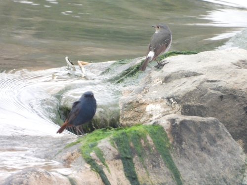 Plumbeous Water Redstart