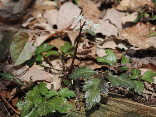 Japanese goldthread (Coptis japonica)