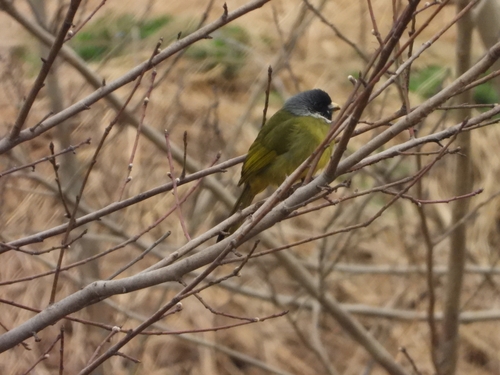 Collared Finchbill