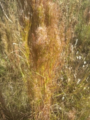 Poaceae