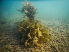 Notolabrus celidotus