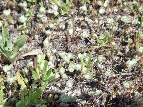 iNaturalist observation photo of low woolly marbles