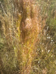 Poaceae