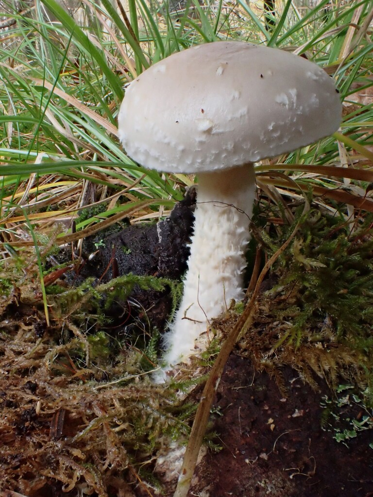 Pholiota lenta · November 2025 · photo: © anita712 (iNaturalist, cc0)