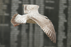 Larus argentatus