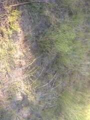 Baccharis notosergila