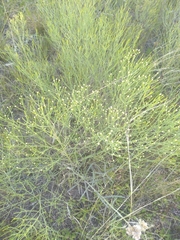 Baccharis notosergila