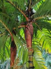 Areca vestiaria